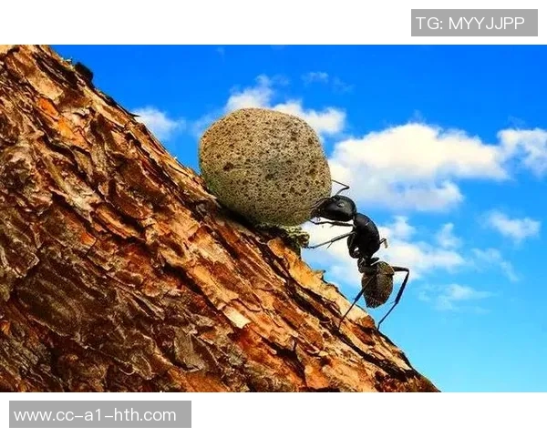 姚明谈自由与渺小的哲学蚂蚁的探索精神启示我们如何面对生活 姚明谈自由与渺小的哲学蚂蚁的探索精神启示我们如何面对生活